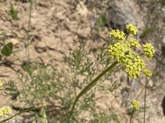 Lomatium triternatum