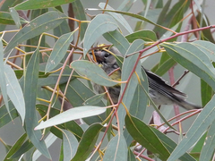 Setophaga coronata