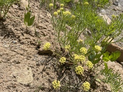 Lomatium triternatum