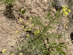 Lomatium triternatum