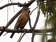 Turdus migratorius