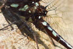 Macrothemis pseudimitans
