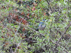 Aphelocoma californica