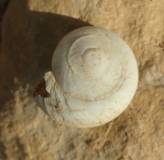 Levantina spiriplana