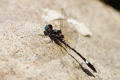 Macrothemis pseudimitans