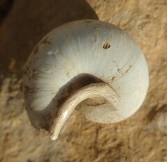 Levantina spiriplana