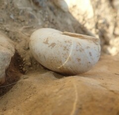 Levantina spiriplana