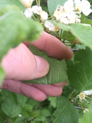 Crataegus fluviatilis