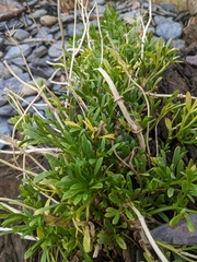 Crithmum maritimum