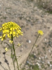 Sisymbrium loeselii