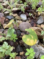 Angiospermae
