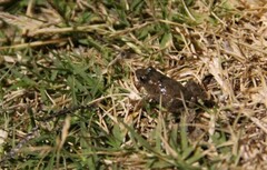 Pseudopaludicola falcipes