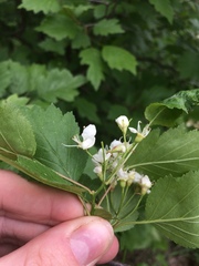 Crataegus fluviatilis