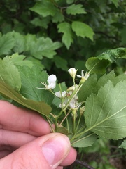 Crataegus fluviatilis