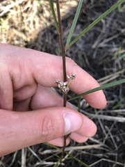 Asclepias longifolia