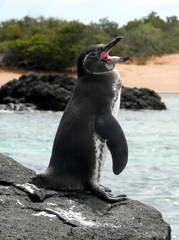 Spheniscus mendiculus