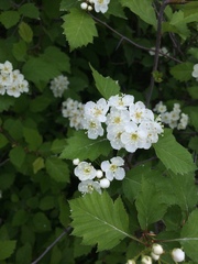 Crataegus irrasa
