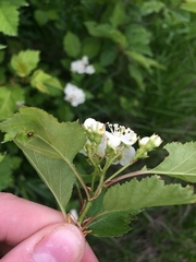 Crataegus irrasa