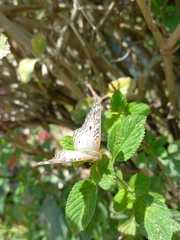 Anartia jatrophae
