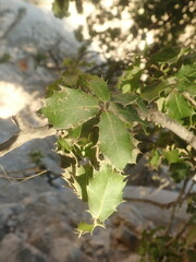 Quercus coccifera