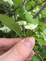 Crataegus irrasa