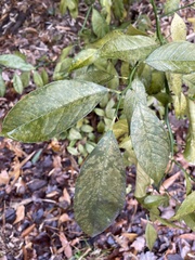Citrus deliciosa