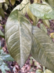 Citrus deliciosa