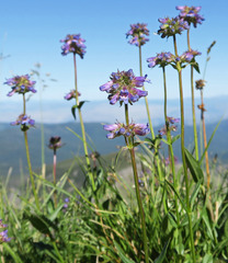 Penstemon washingtonensis