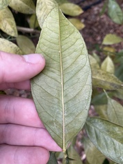 Citrus deliciosa
