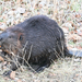 American Beaver - Photo (c) Jean-Sébastien Chartier-Dumais, some rights reserved (CC BY-NC-SA), uploaded by Jean-Sébastien Chartier-Dumais