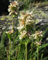 Penstemon confertus