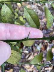 Citrus deliciosa