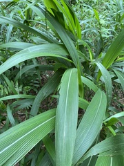 Setaria megaphylla