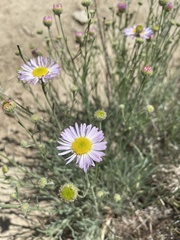 Erigeron filifolius