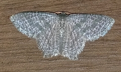 Chloropteryx opalaria