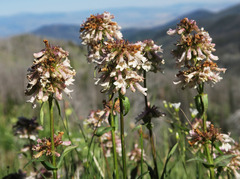 Penstemon confertus