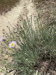 Erigeron filifolius