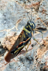 Schistocerca melanocera