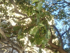 Quercus coccifera