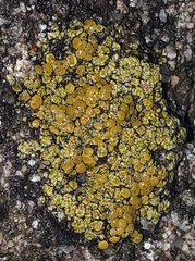 Candelariella aurella