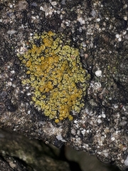 Candelariella aurella