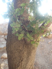 Quercus coccifera