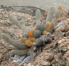 Brachycereus nesioticus