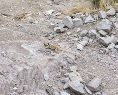 Crotaphytus bicinctores