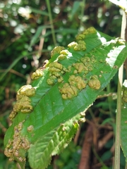 Ditylenchus gallaeformans