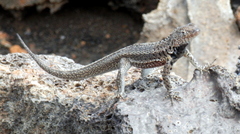 Microlophus albemarlensis