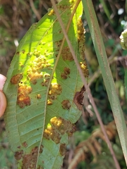 Ditylenchus gallaeformans