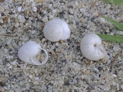 Cernuella aradasii