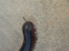 Archispirostreptus syriacus