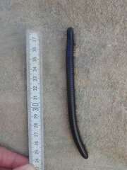 Archispirostreptus syriacus